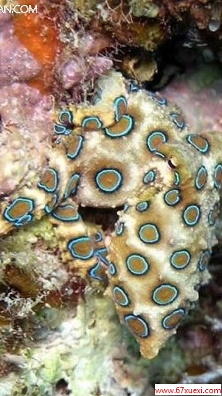 ̵϶ǿֶ www.67xuexi.com