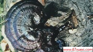 黑芝的功效与作用 www.67xuexi.com