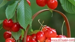 ЩˮŶ www.67xuexi.com