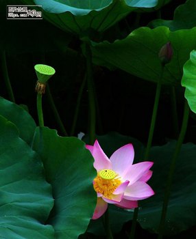 PSͨƬˮīЧ   www.67xuexi.com