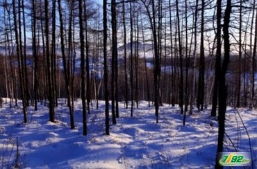 ѩӰɫָ